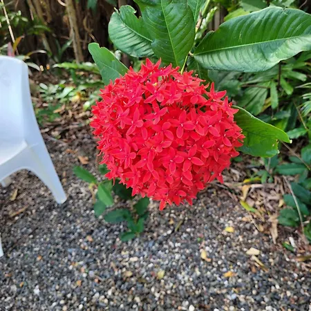 Travellers Paradise Cairns Exterior photo Flower of a red variety